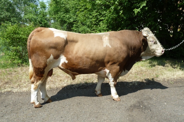 БЛЕСК  212  КСС-1596